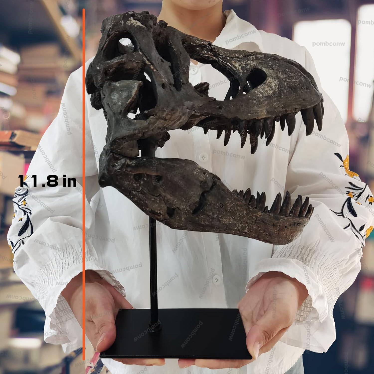 T Rex Skull, Dinosaur Statue Resin Replica Head Sculptures, Home Office Decorations on Shelf Table Desk Bookshelf, Birthday Party Gift for Kids and Adults,11.8 inch