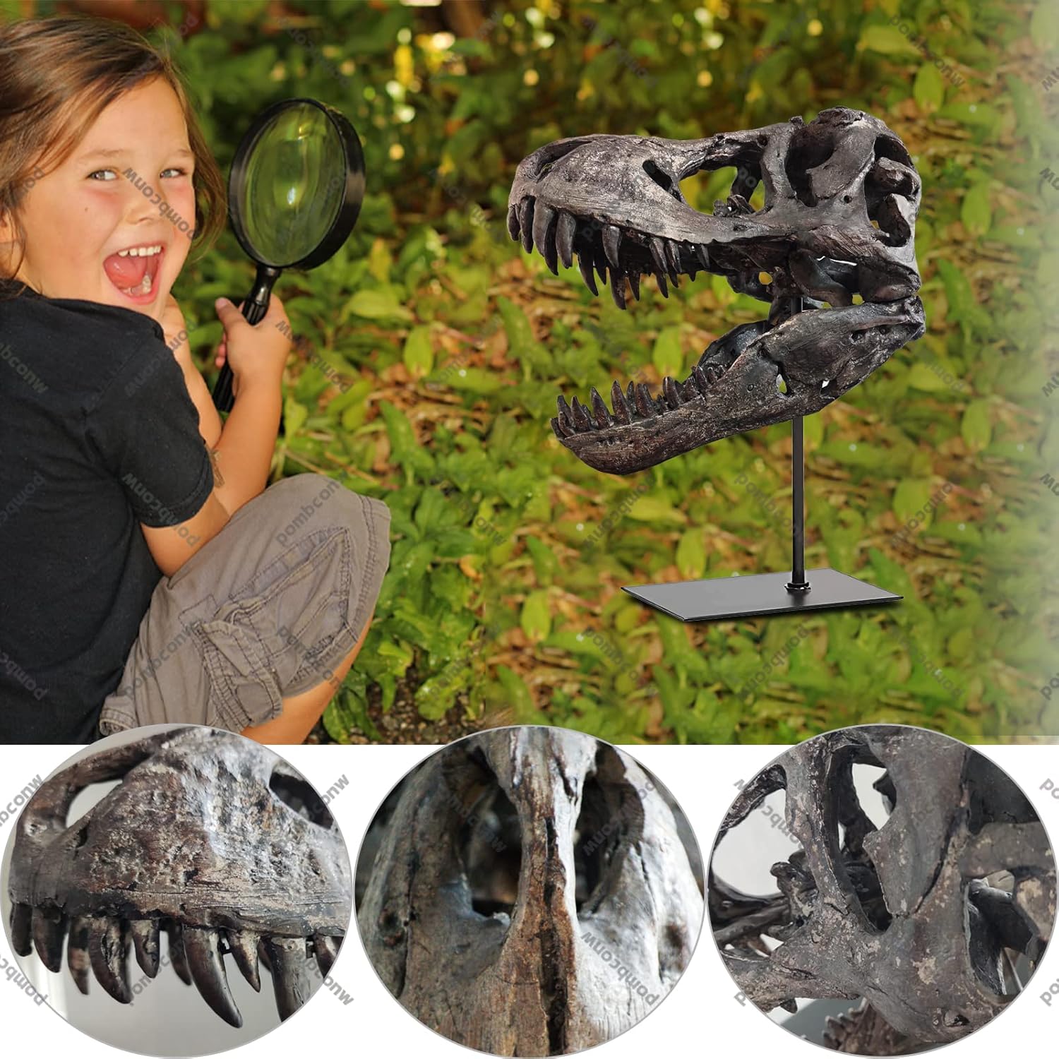 T Rex Skull, Dinosaur Statue Resin Replica Head Sculptures, Home Office Decorations on Shelf Table Desk Bookshelf, Birthday Party Gift for Kids and Adults,11.8 inch