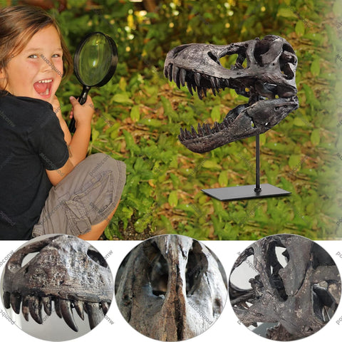 T Rex Skull, Dinosaur Statue Resin Replica Head Sculptures, Home Office Decorations on Shelf Table Desk Bookshelf, Birthday Party Gift for Kids and Adults,11.8 inch